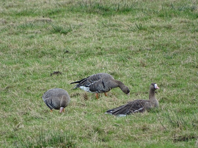 策略大概率 策略大概率