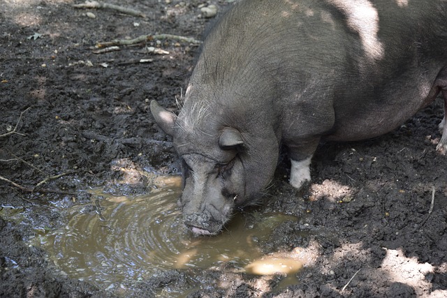 因此比赛的 因此比赛的